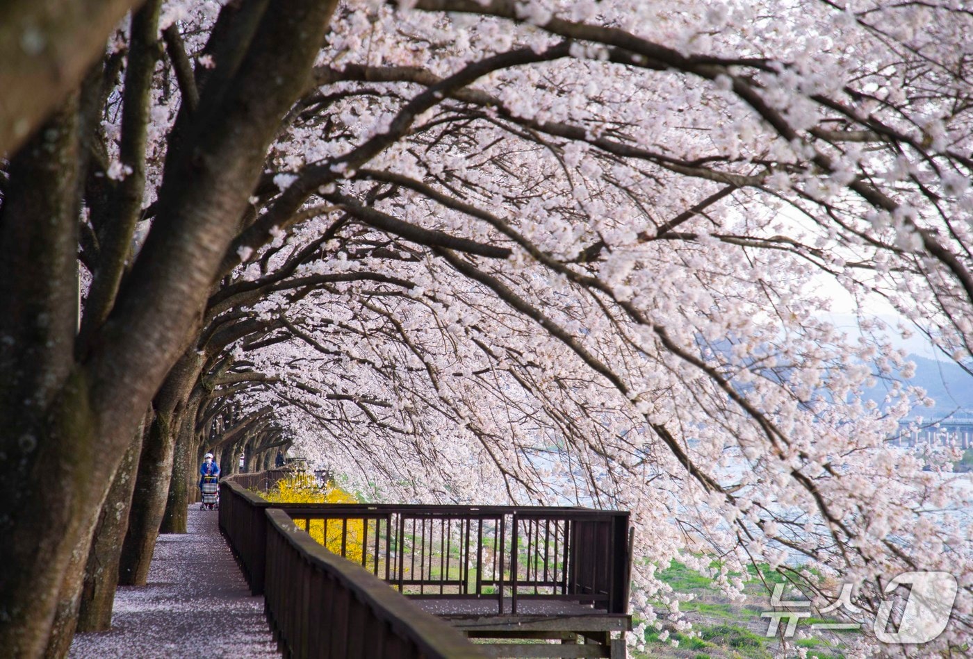 남도한바퀴 운행 코스인 구례 섬진강 벚꽃길 모습.(전남도 제공. 재판매 및 DB금지) 2025.4.18/뉴스1