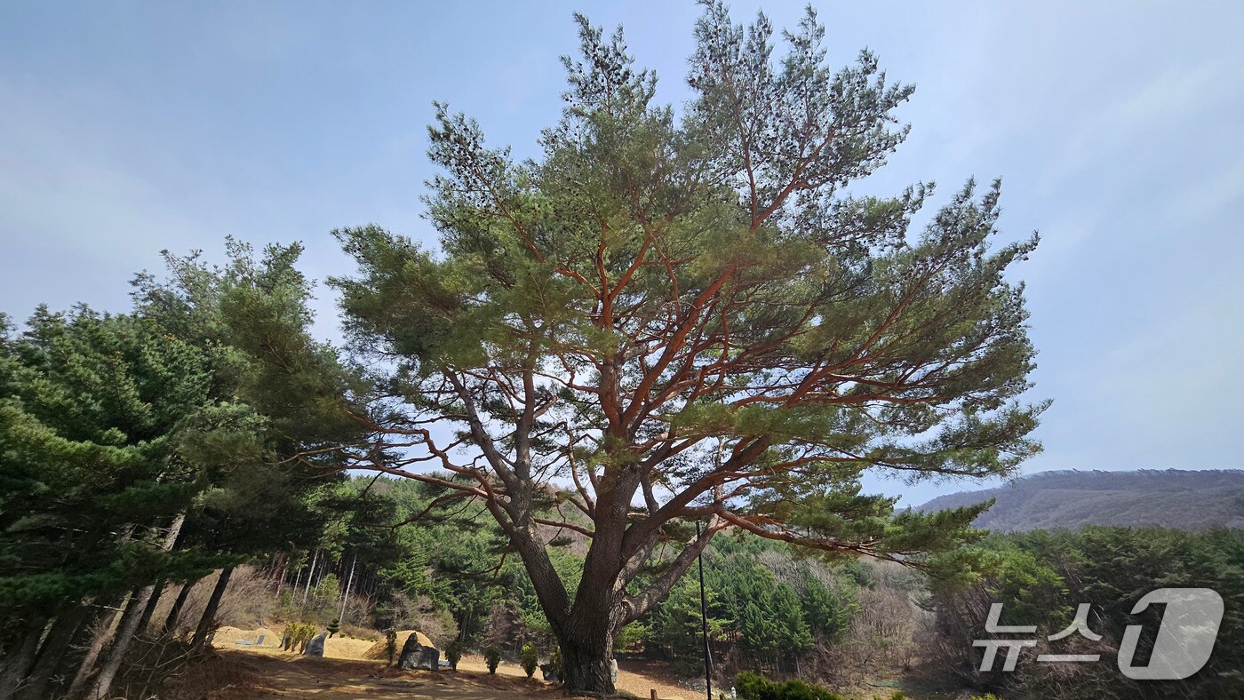 산림청의 올해의 나무로 선정된 강원 정선군 남면 문곡리 산 108번지에 위치한 300년 수령의 소나무. (정선군 제공. 재판매 및 DB금지) 2025.4.18/뉴스1