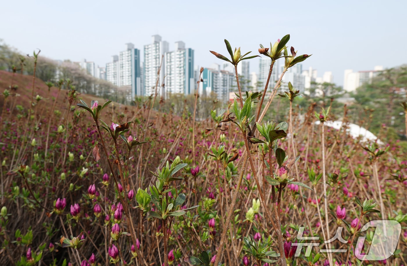 군포 철쭉축제를 하루 앞둔 18일 오후 경기 군포시 철쭉동산에 철쭉이 이상기온으로 개화가 늦어져 듬성듬성 피어 있다. 2025.4.18/뉴스1 ⓒ News1 김영운 기자