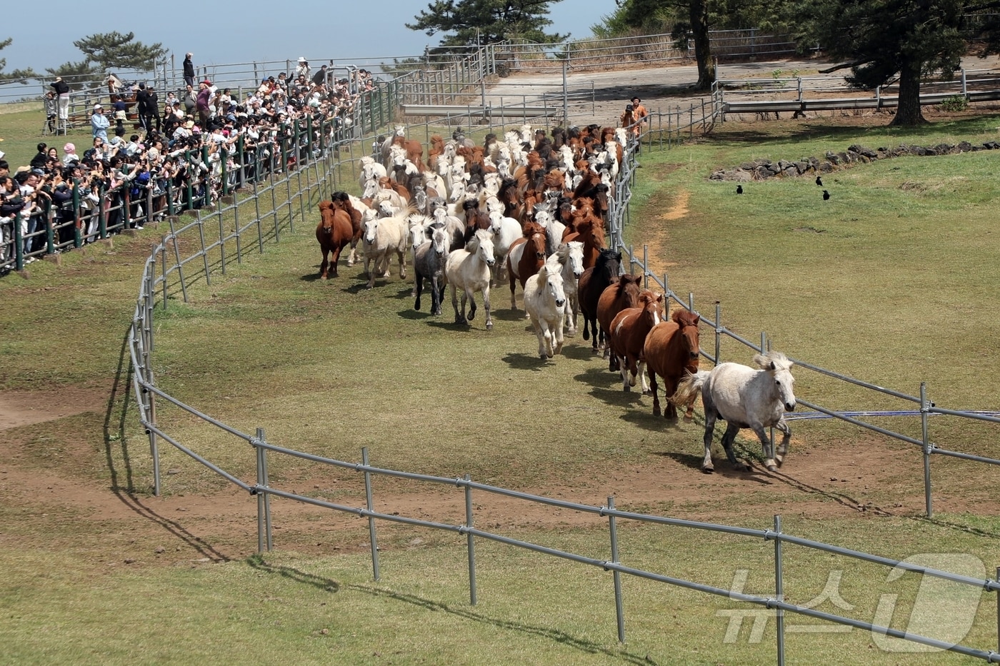 제주시 제주마방목지에서 천연기념물 제주마 100여 마리가 방목되고 있다. 가축을 새 목장에 들이거나 봄철을 맞아 방목을 하는 '입목'은 제주의 오랜 목축 전통이다.2025.4.19 ⓒ 뉴스1 홍수영 기자