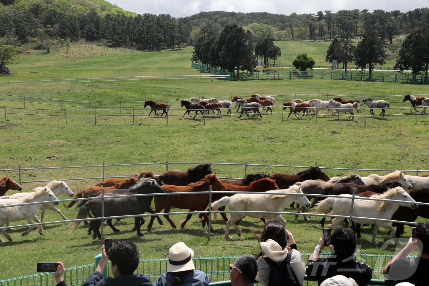 19일 제주시 제주마방목지에서 방목된 천연기념물 제주마 100여 마리를 보고 있는 사람들. 이곳에서는 오는 20일까지 '2025 제주마 입목 문화축제 347 페스티벌'이 열린다.2025.4.19/뉴스1 ⓒ News1 홍수영 기자