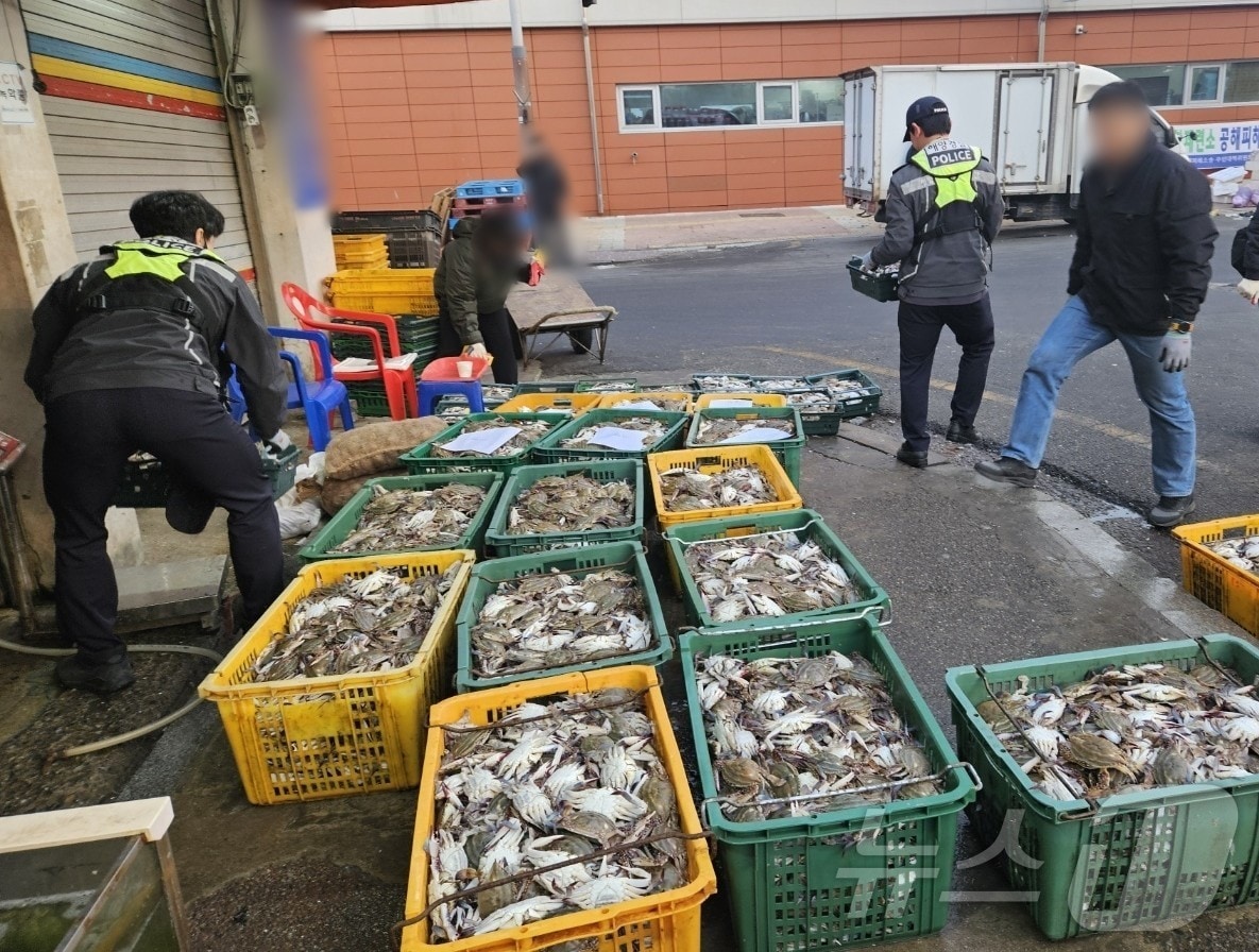 군산해경은 2일 오전 4시 50분께 체장 미달 꽃게 2250㎏를 판매하기 위해 보관·소지한 업체를 적발했다.(군산해경 제공. 재판매 및 DB금지)