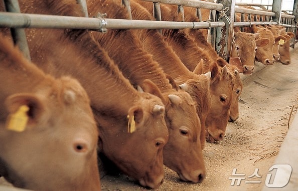 소 자료사진(인천 강화군 제공,재판매 및 DB금지)