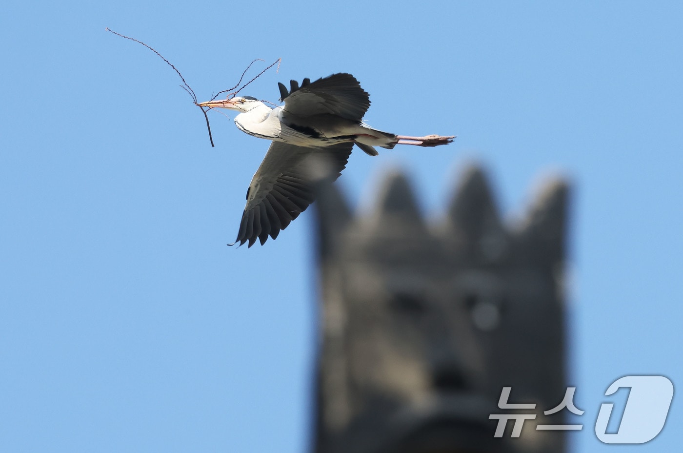 2일 따뜻해진 봄 날씨 속에 경남 함양군 왜가리 서식지에서 왜가리가 둥지를 만들기 위해 나뭇가지를 입에 물고 날아 가고 있다. (함양군 제공. 재판매 및 DB 금지) 2025.4.2/뉴스1