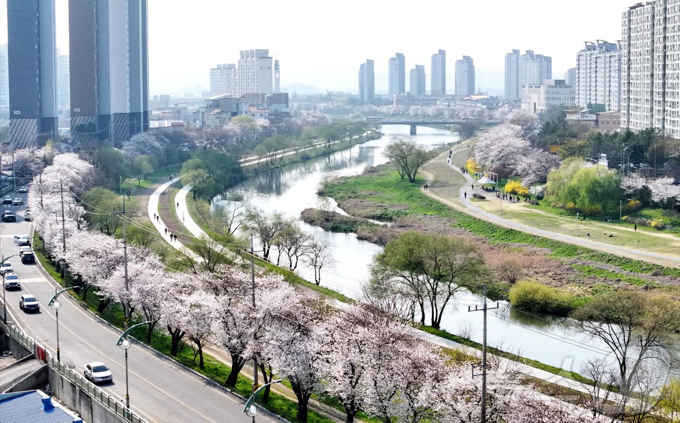 포근한 봄 날씨가 이어지고 있는 2일 광주 광주천 일대 벚꽃이 만개해 상춘객들의 발길이 이어지고 있다.&#40;광주 북구 제공. 재판매 및 DB 금지&#41;
