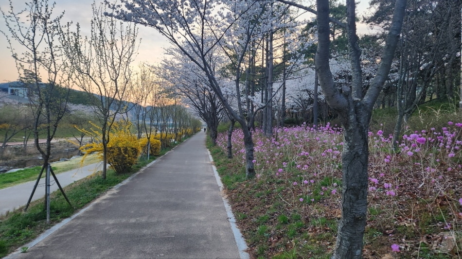 좌광천 일원이 다양한 꽃들로 물들며 아름다운 봄 풍경을 연출하고 있다,(기장군청 제공. 재판매 및 DB 금지)