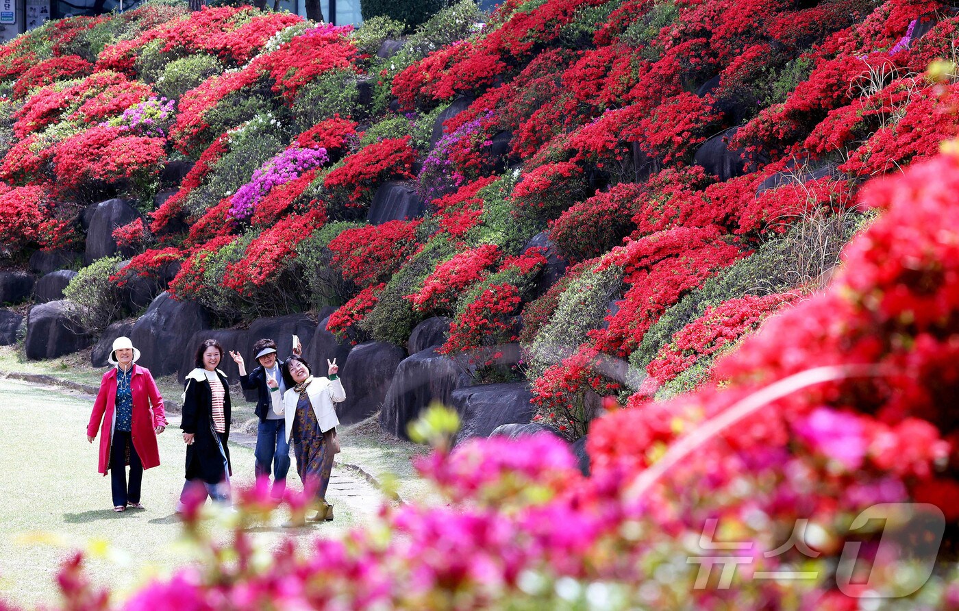 따뜻한 봄 날씨가 이어지고 있는 18일 광주 북구 동강대 캠퍼스에 붉게 핀 철쭉이 산책 나온 시민들의 시선을 사로잡고 있다.&#40;광주 북구 제공. 재판매 및 DB 금지&#41; 2025.4.20/뉴스1 ⓒ News1 박지현 기자