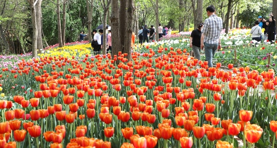 전북자치도 전주시 한국도로공사 전주수목원을 찾은 시민들이 활짝 핀 튤립을 구경하고 있다. 2025.4.20/뉴스1 ⓒ News1 유경석 기자
