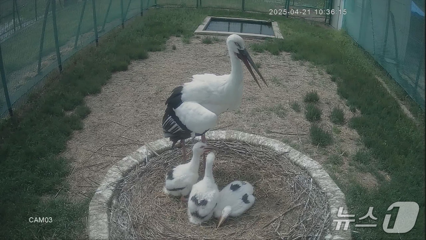 지난달 28일 김해 화포천습지 봉하뜰에서 부화한 황새 3마리 모습.(김해시 제공. 재판매 및 DB금지)