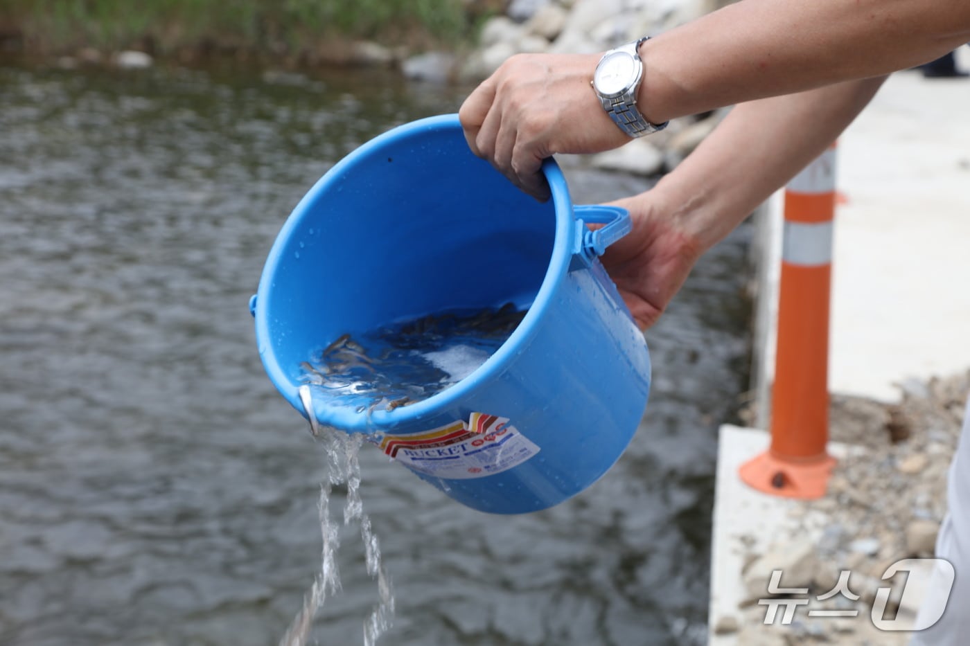 은어 치어 방류.(양양군 제공, 재판매 및 DB 금지) 2025.4.22/뉴스1