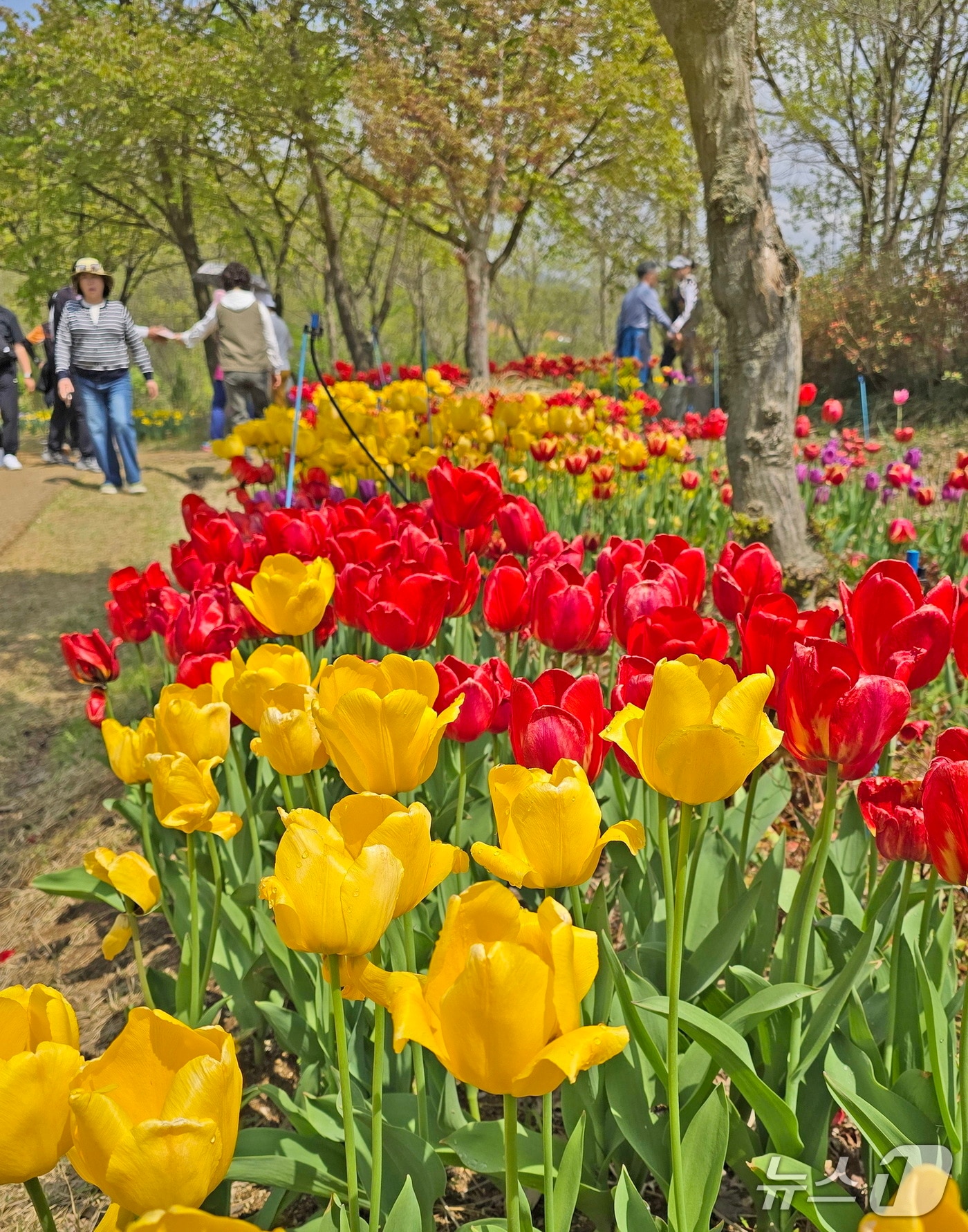 전북자치도 임실군이 옥정호 붕어섬 생태공원에 봄꽃들의 향연에 관광객들의 발길이 이어지고 있어 5월까지 월요일에도 개장한다.(임실군제공. 재판매 및 DB금지)2025.4.22/뉴스1