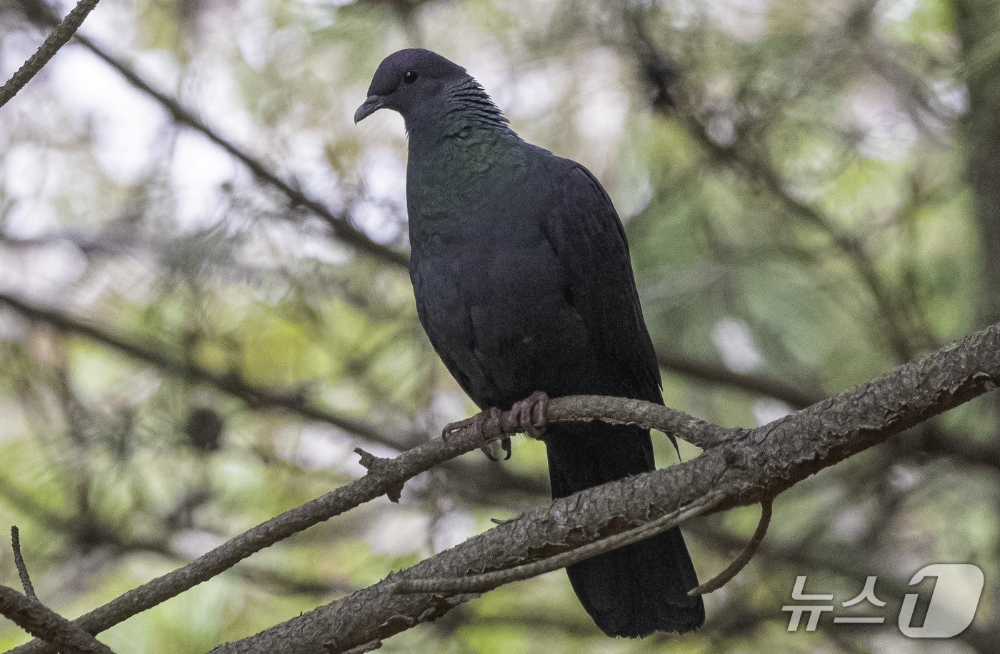 짹짹휴게소 홍승민 대표가 촬영한 흑비둘기.(울산광역시제공 재판매 및 DB금지)