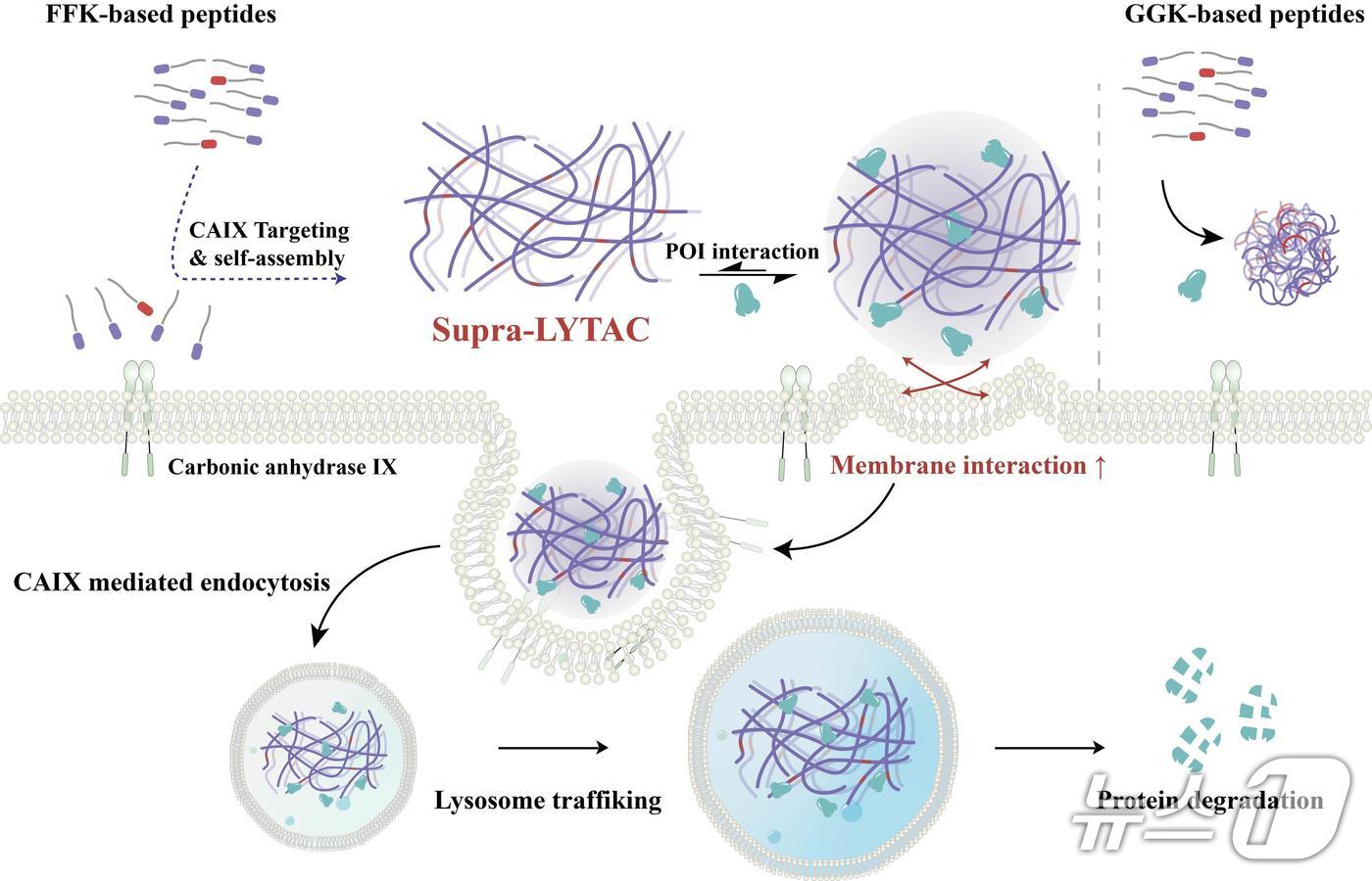 암 특이적 효소를 표적하는 나노 복합체의 체내 형성 과정과 면역 방어막 단백질 분해 메커니즘. (UNIST 제공. 재판매 및 DB 금지) /뉴스1