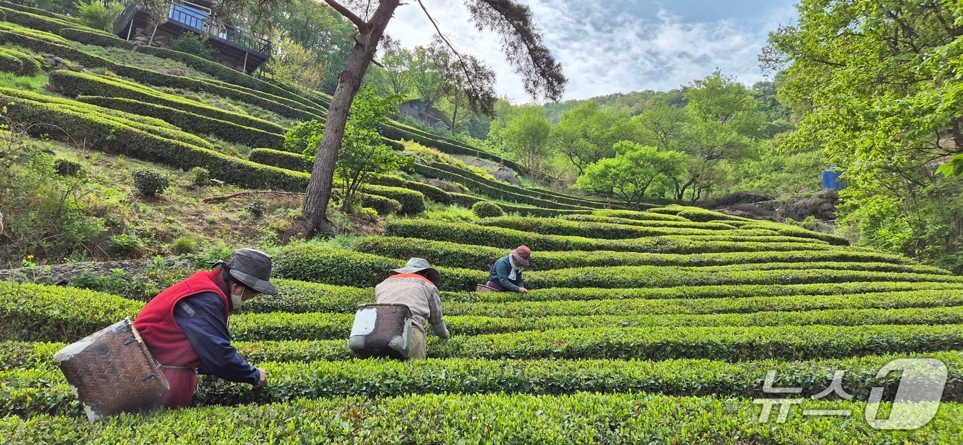 김해시 생림면 선곡다원에서 김해 장군차 햇차 수확을 하고 있다.(김해시 제공. 재판매 및 DB금지)