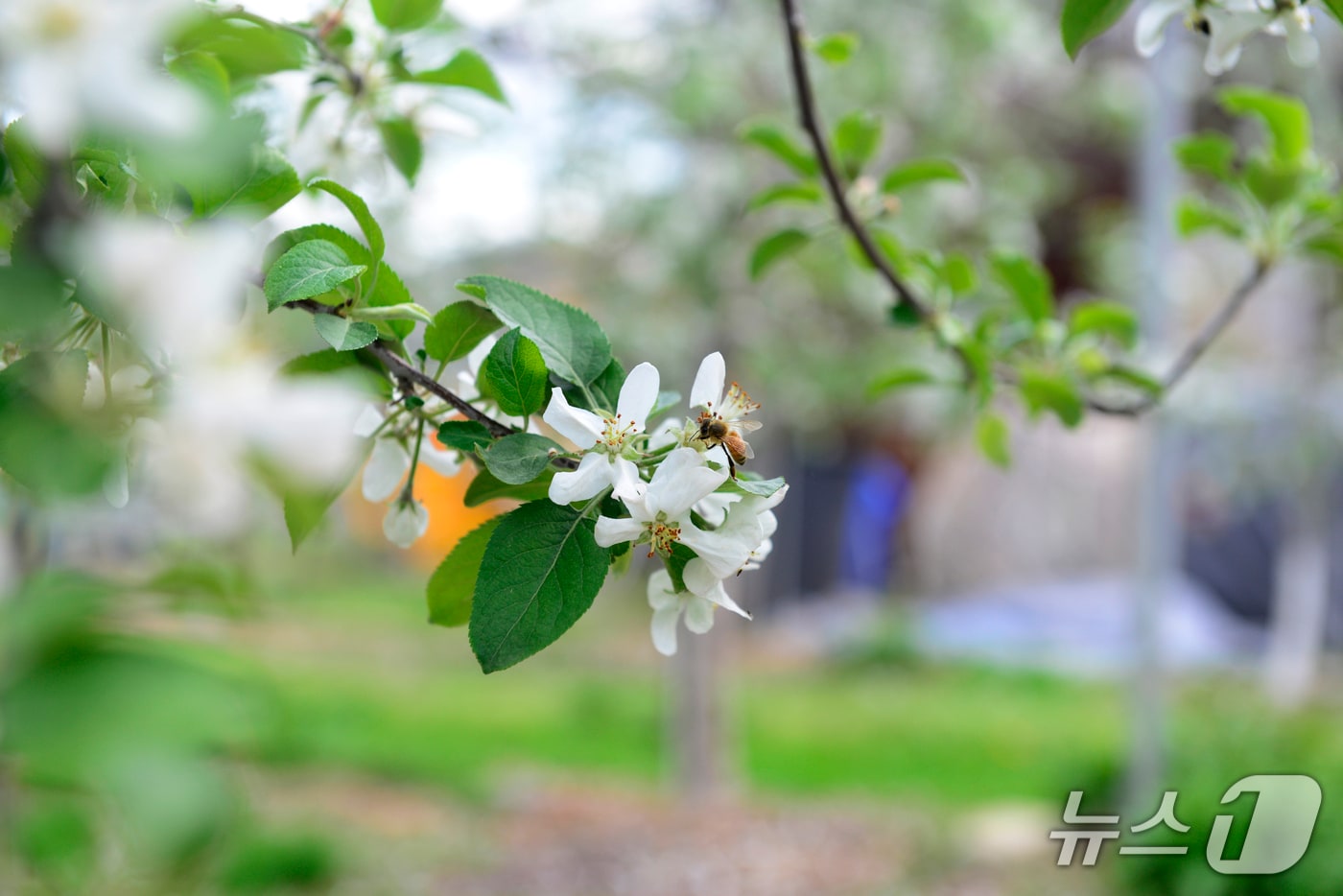 23일 경북 의성군 단촌면에 있는 한 사과농장. 벌꿀이 꽃가루받이를 하고 있다.2025.4.23/뉴스1 ⓒ News1 이성덕 기자