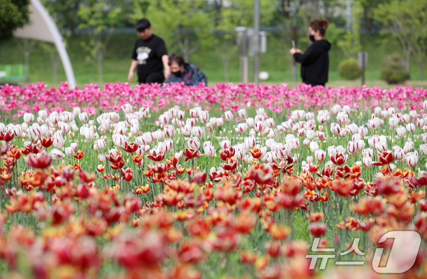  시민들이 튤립꽃 밭에서 사진을 찍고 있다. (자료사진) ⓒ News1 윤일지 기자