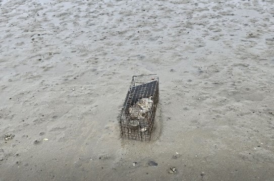 &#40;동물권행동 &#39;카라&#39; SNS 갈무리&#41; /뉴스1