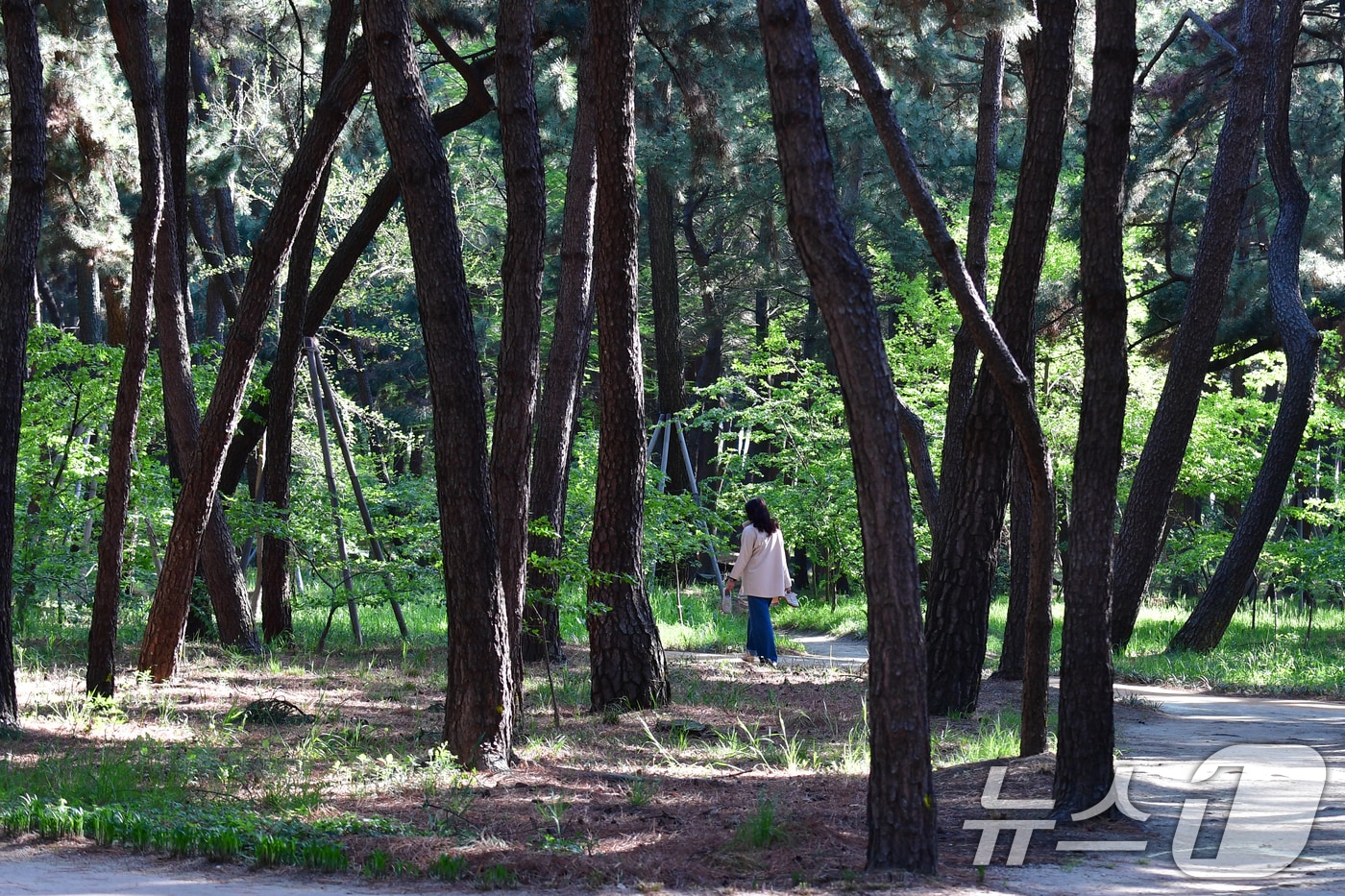 24일 오전 경북 포항시 송도동 송림테마거리에서 한 시민이 소나무길을 따라 산책하고 있다. 2025.4.24/뉴스1 ⓒ News1 최창호 기자