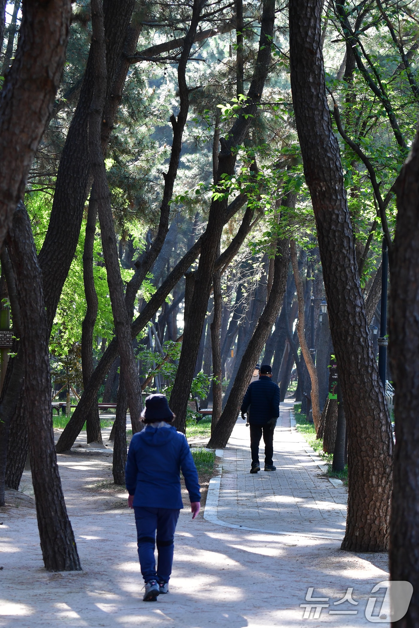 24일 오전 경북 포항시 송도동 송림테마거리에서 시민들이 소나무길을 따라 산책하고 있다. 2025.4.24/뉴스1 ⓒ News1 최창호 기자