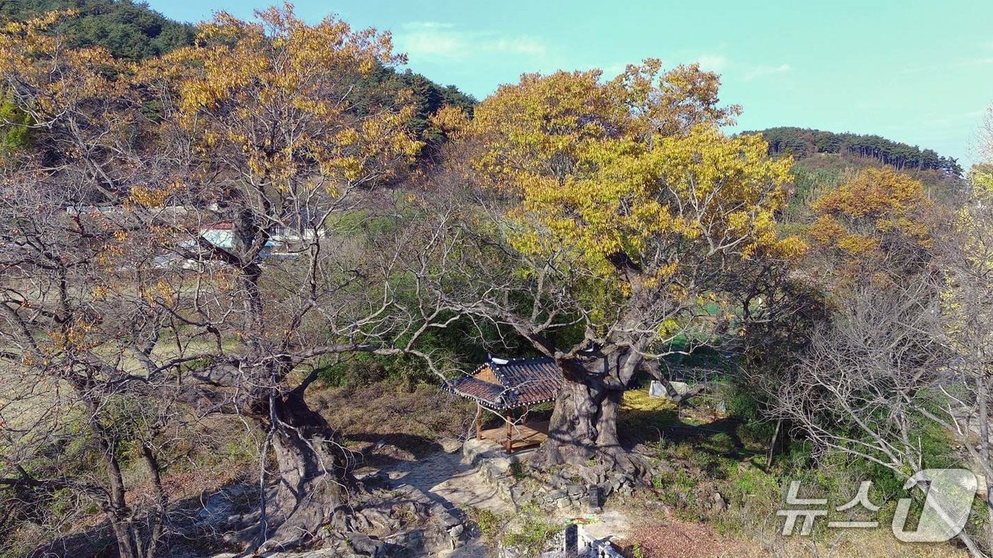 전북자치도 임실군이 생태적‧문화적 가치가 높은 보호수와 노거수에 대한 체계적 관리·보전을 위해 정비사업을 추진한다.(임실군제공. 재판매 및 DB금지)2025.4.24/뉴스1