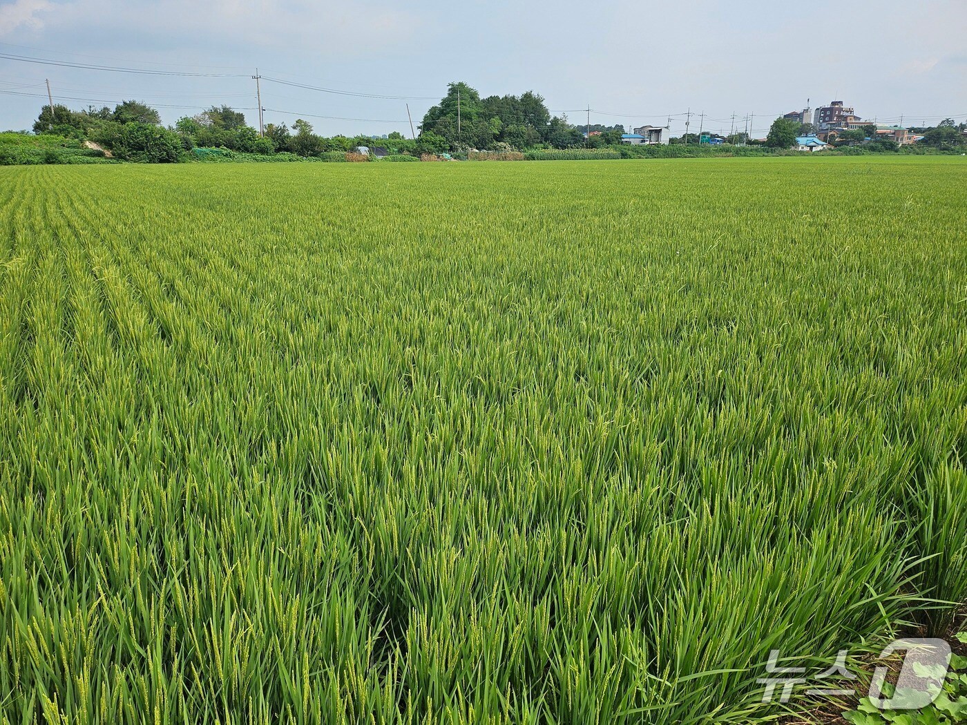 강들미(인천 강화군 제공.재판매 및 DB금지)
