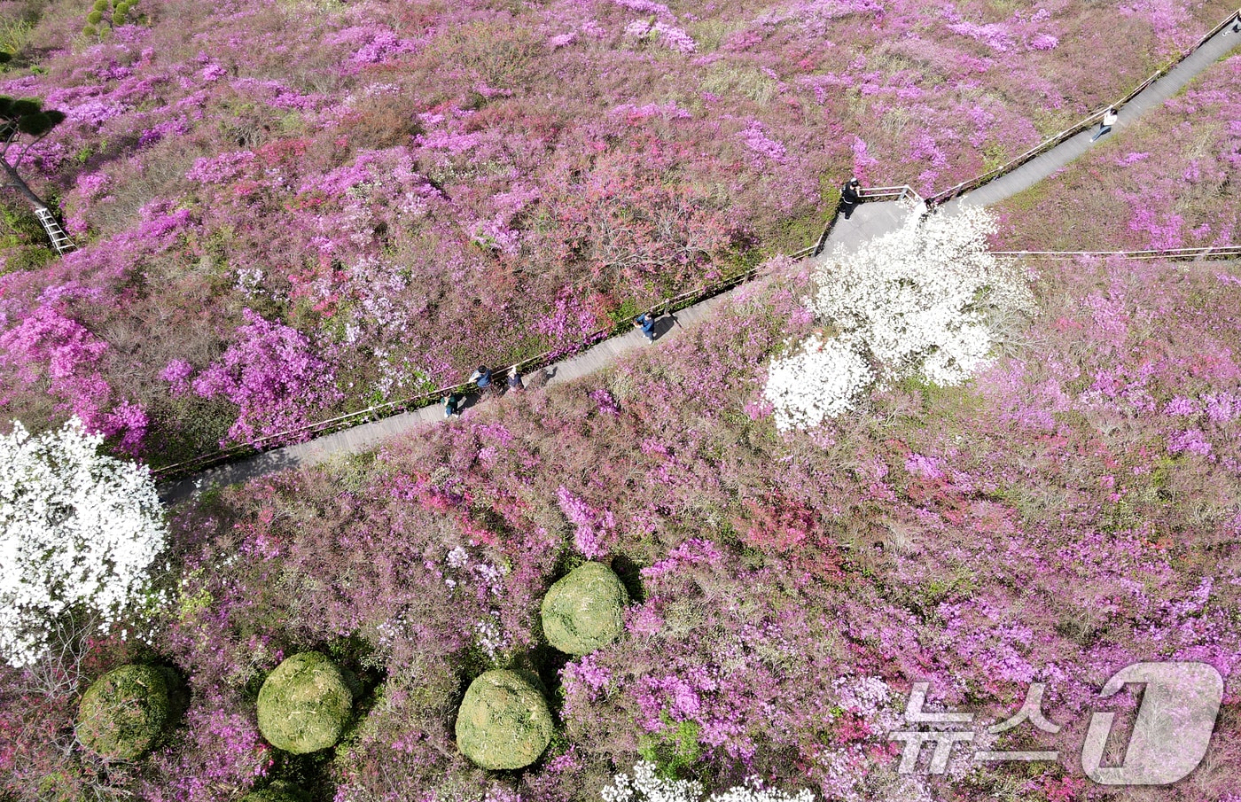 완연한 봄날씨를 보인 25일 전북자치도 완주군 화산꽃동산에 봄꽃들이 만발해 있다. 2025.4.25/뉴스1 ⓒ News1 유경석 기자