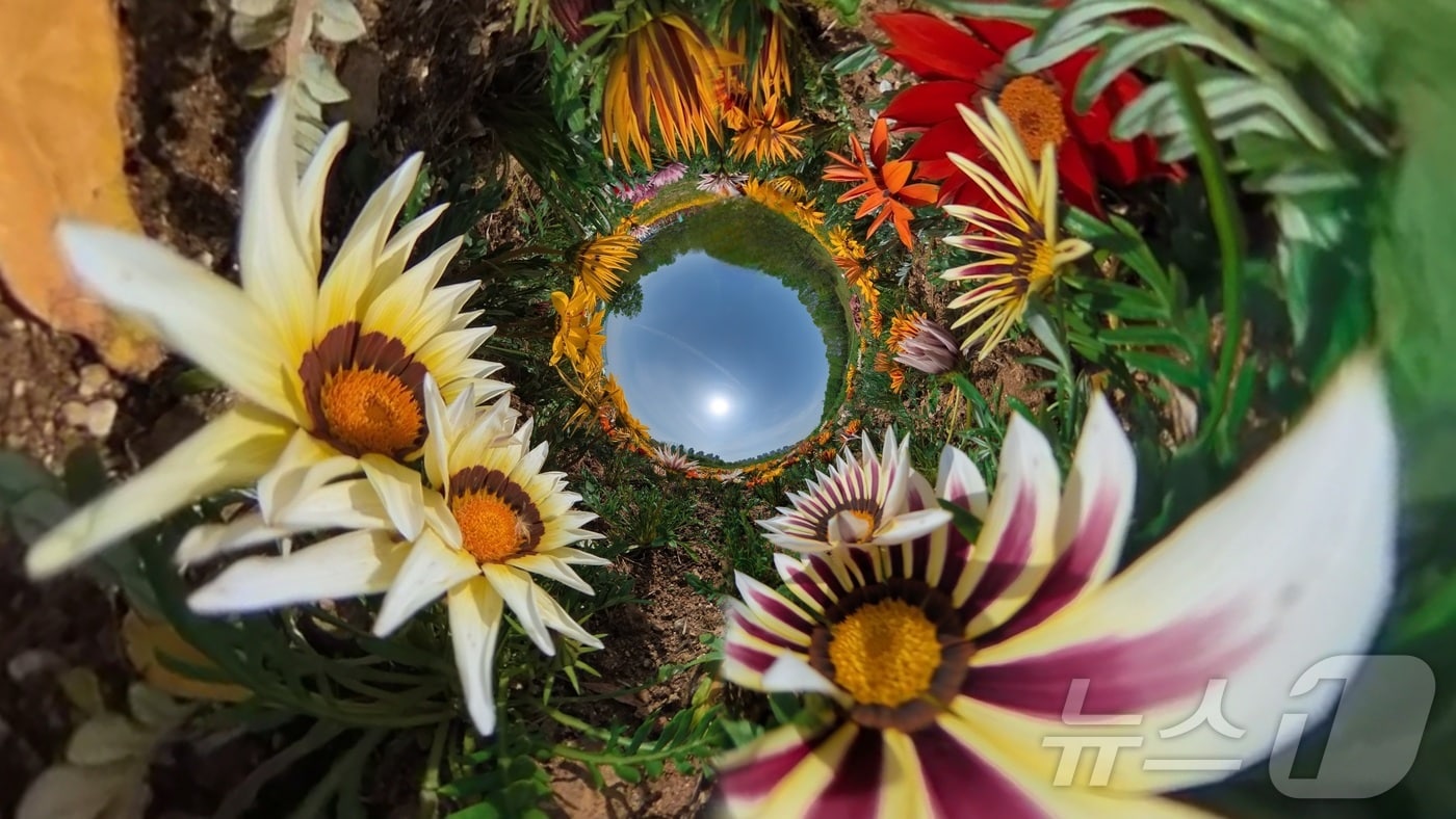 맑고 포근한 날씨가 이어지고 있는 25일 광주 북구 대촌동 드론비행연습장 야외정원에 가자니아를 비롯한 봄꽃이 만개해 산책나온 주민들의 발길을 사로잡고 있다.(광주 북구 제공. 재판매 및 DB 금지) 2025.4.25/뉴스1