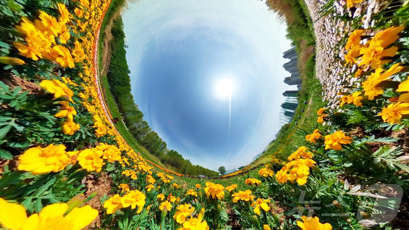 맑고 포근한 날씨가 이어지고 있는 25일 광주 북구 대촌동 드론비행연습장 야외정원에 가자니아를 비롯한 봄꽃이 만개해 산책나온 주민들의 발길을 사로잡고 있다.(광주 북구 제공. 재판매 및 DB 금지) 2025.4.25/뉴스1