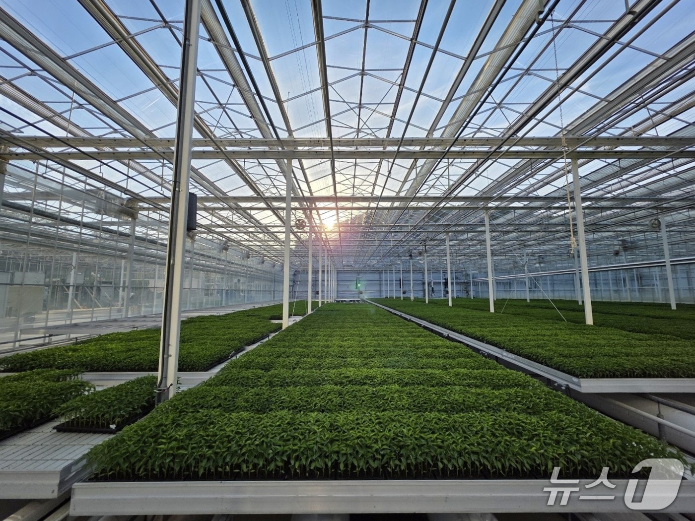 농민들에게 지원될 고추묘목(경북도 제공. 재판매 및 DB 금지)2025.4.25/뉴스1