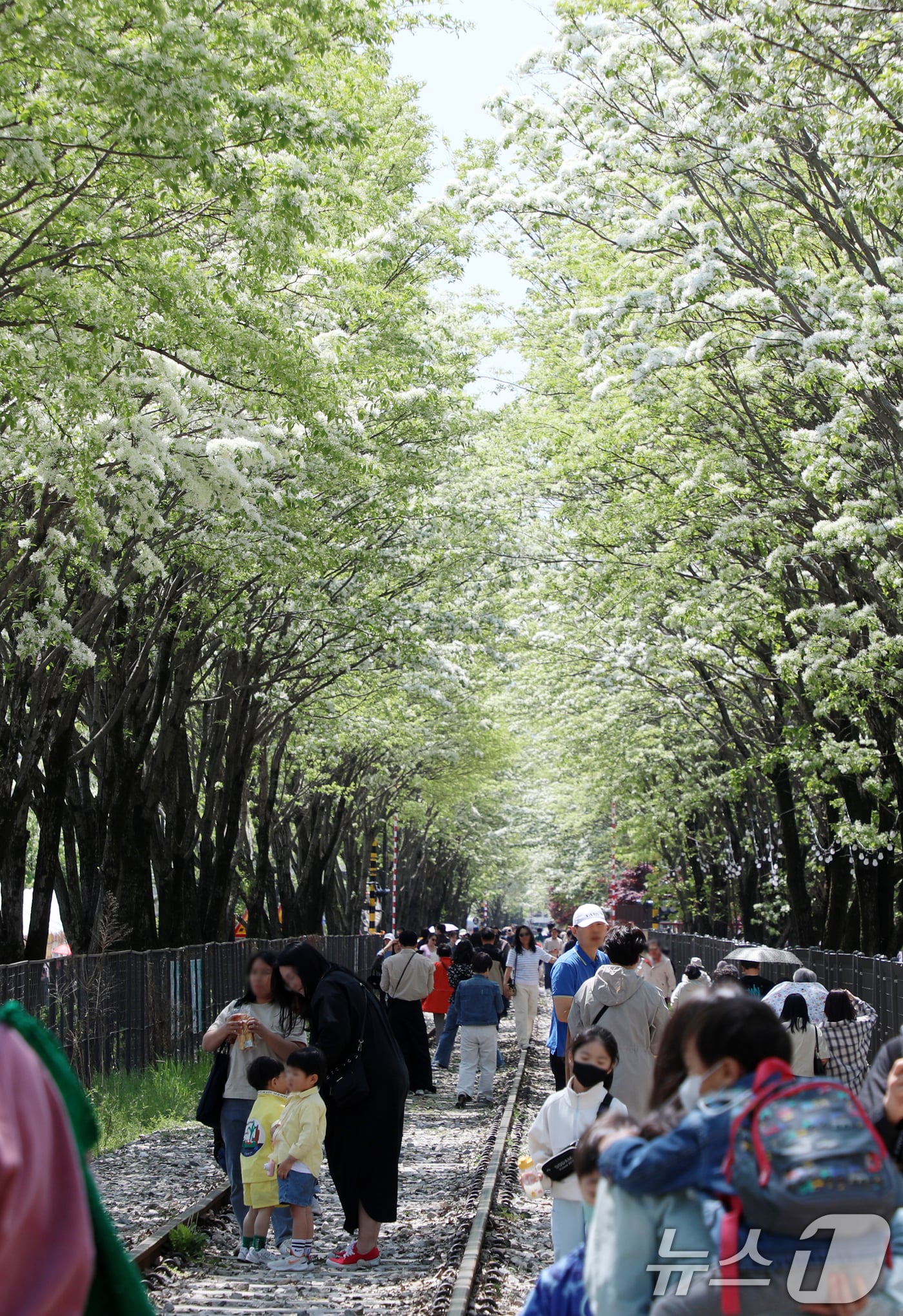 26일 전북자치도 전주시 팔복동 철길이 '2025 전주 이팝나무 축제'를 찾은 시민들과 관광객들로 북적이고 있다. 2025.4.26/뉴스1 ⓒ News1 유경석 기자