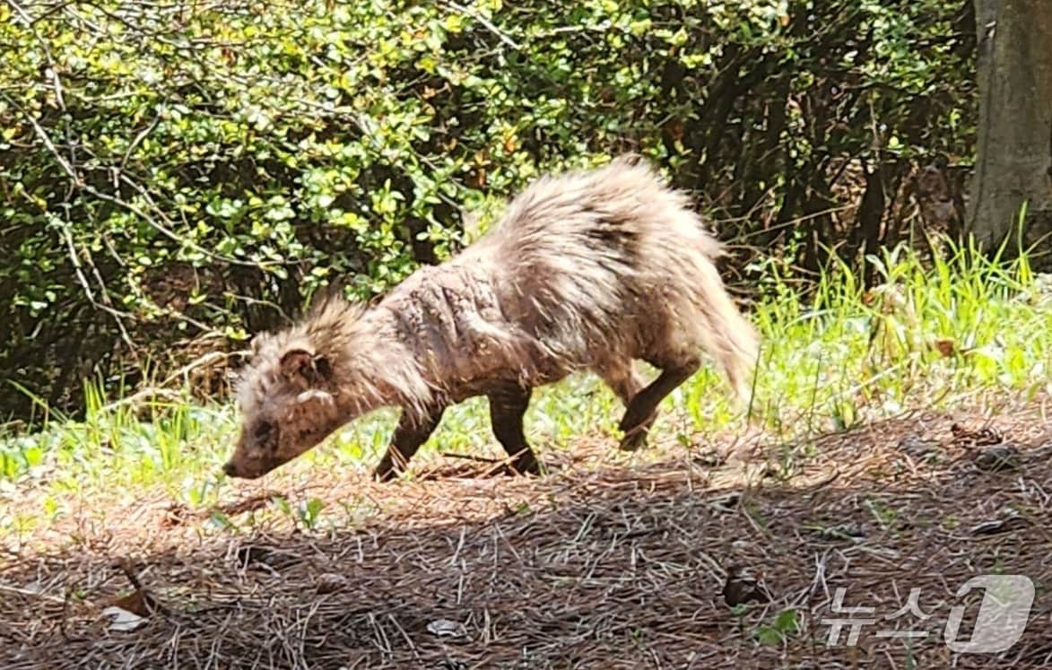 털 빠진 너구리.(지역 주민 커뮤니티 제공. 재배포 및 DB금지)2025.4.27