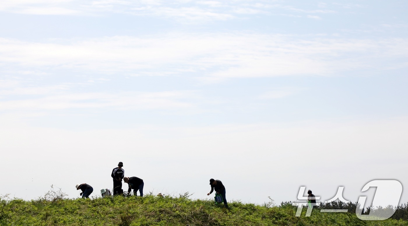 27일 오전 제주 서귀포시 남원읍 일원에서 열린 제29회 한라산 청정 고사리 축제장에서 방문객들이 고사리를 꺾으며 즐거운 시간을 보내고 있다.2025.4.27/뉴스1 ⓒ News1 고동명 기자