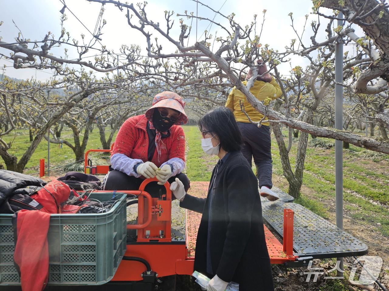 읍시가 봄철 이상저온에 대응해 과수농가의 피해 최소화와 안정적인 열매 맺힘을 위해 현장 기술 지도와 생육 관리 지원에 나섰다.&#40;정읍시 제공, 재판매 및 DB금지&#41; 