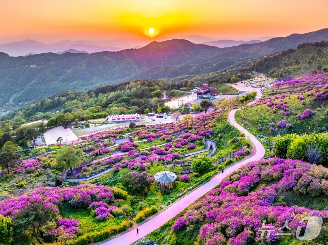 산청 황매산 철쭉(산청군 제공. 재판매 및 DB금지).