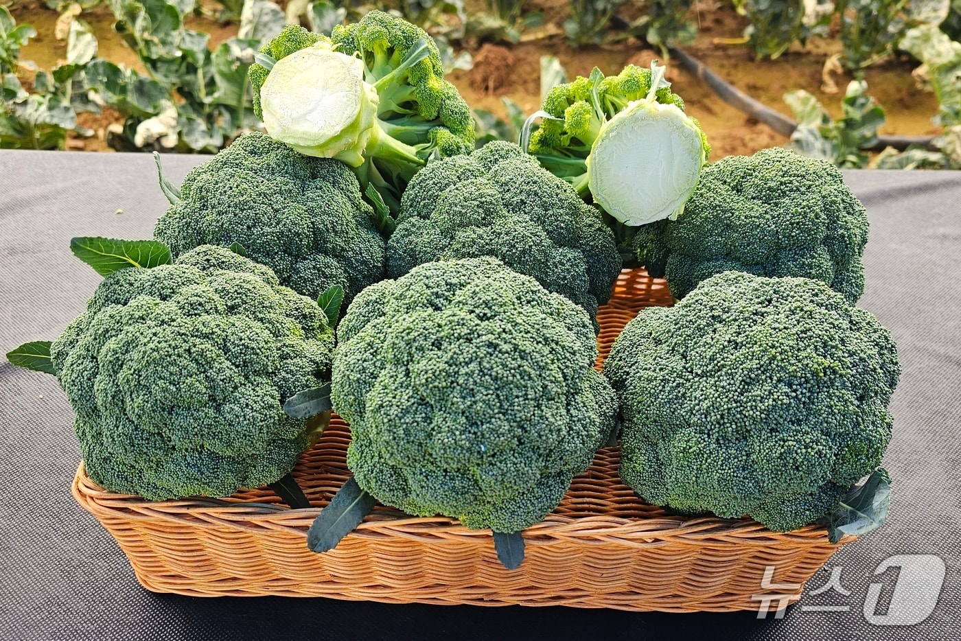  제주산 브로콜리(제주도 제공.재판매 및 DB금지)/뉴스1