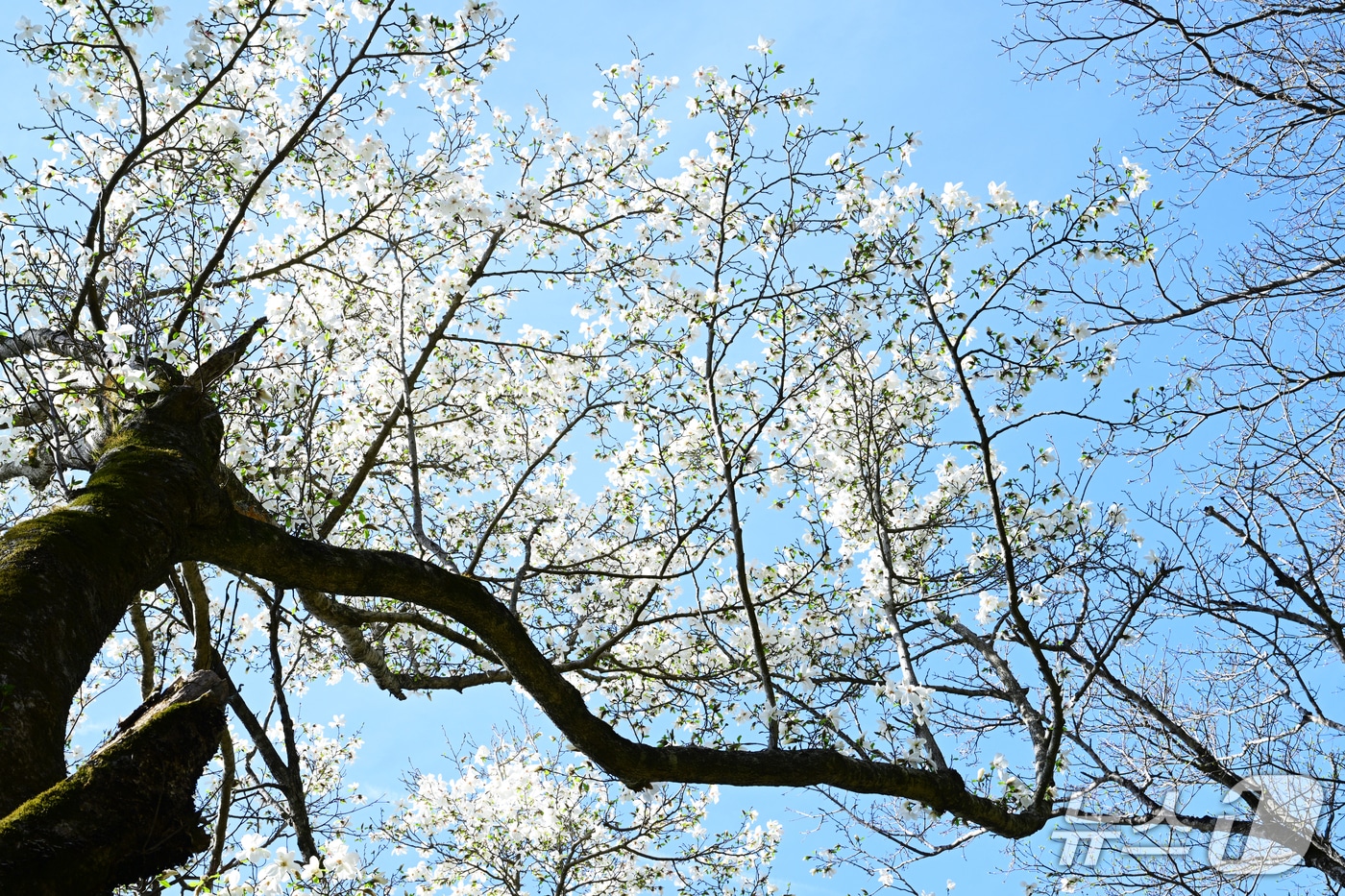 국내 최고령 목련(난대·아열대산림연구소 제공. 재판매 및 DB금지)/뉴스1