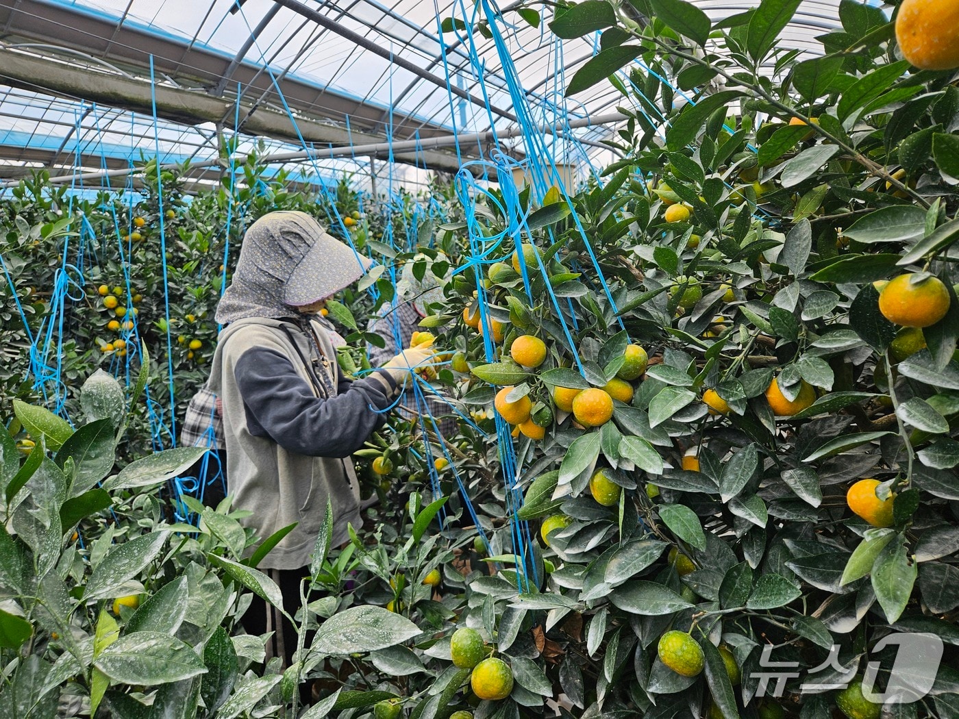  올해산 하우스감귤이 첫 출하된 남원읍 신흥리 과원(제주도 제공. 재판매 및 DB금지)/뉴스1