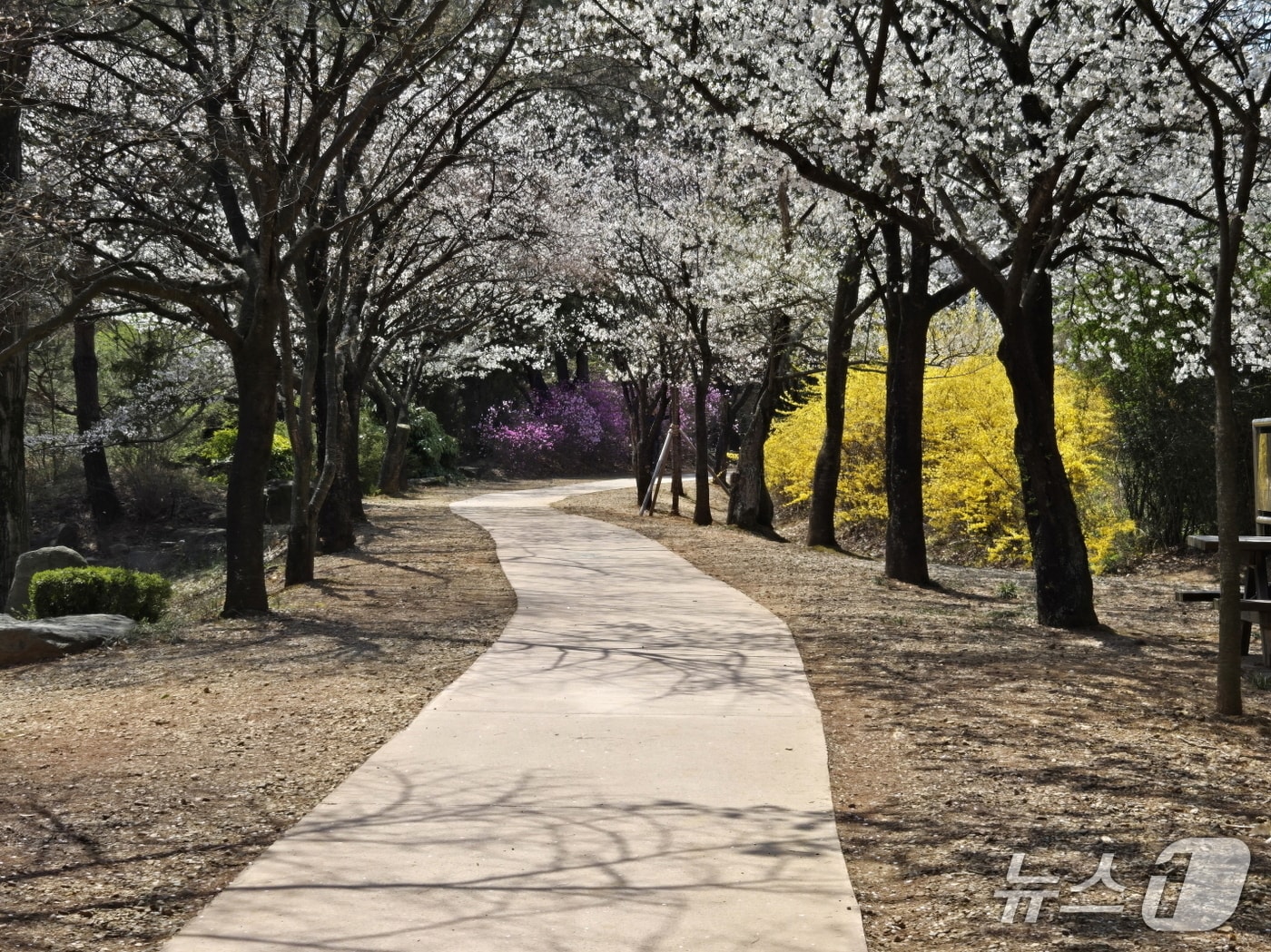 전북 익산시가 원광대학교부터 원광대학교병원까지 4.1㎞ 구간에 조성한 무장애나눔길.(익산시 제공. 재판매 및 DB금지)