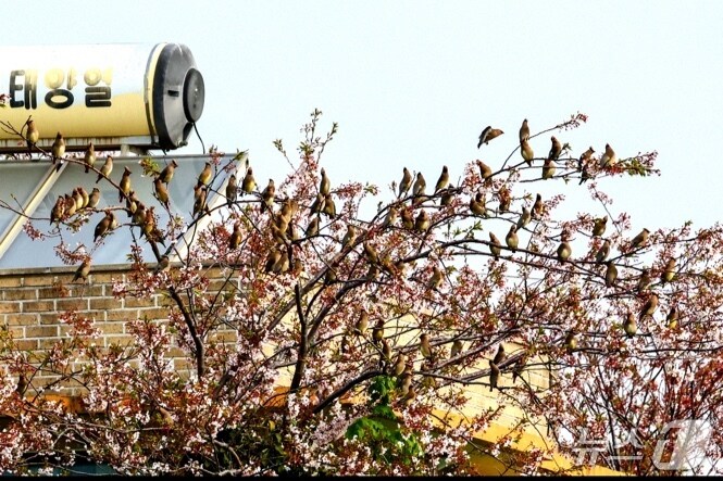 윤기득 사진작가가 촬영한 홍여새.(울산광역시제공. 재판매 및 DB 금지)
