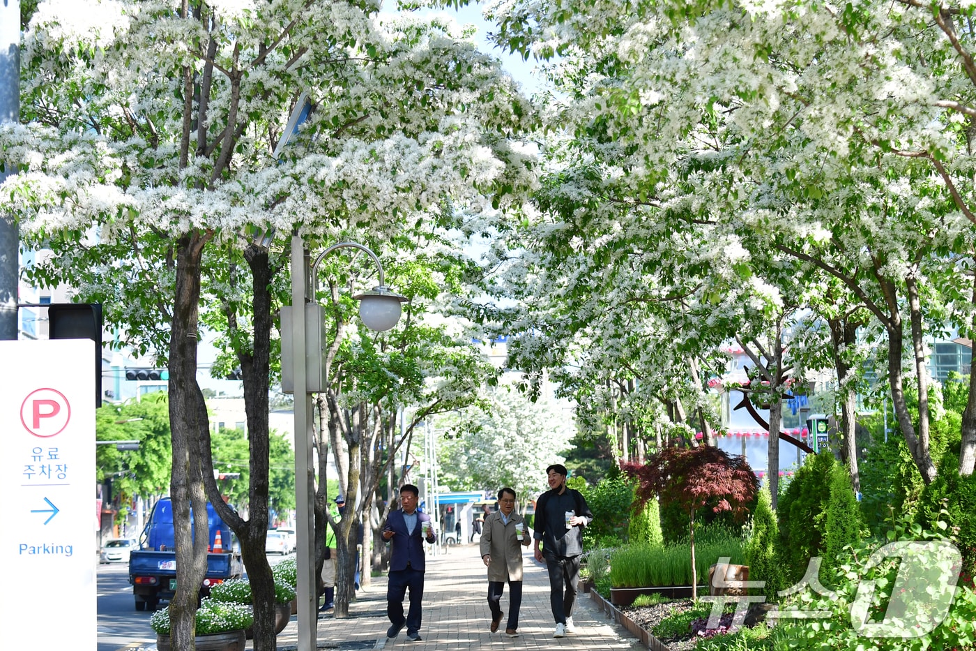 29일 오전 경북 포항시청 앞 이팝나무길을 따라 시민들이 걷고 있다. 2025.4.29/뉴스1 ⓒ News1 최창호 기자