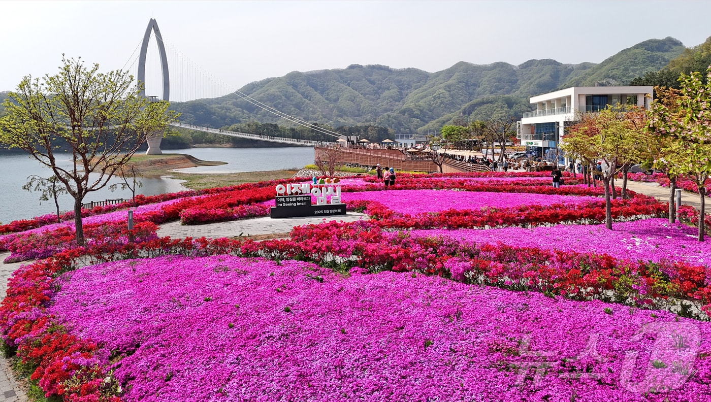 29일 전북자치도 임실군 옥정호 붕어섬 요산공원이 붉게 물들었다. 출렁다리를 지나면 봄꽃들이 상춘객을 맞는다.&#40;임실군제공. 재판매 및 DB금지&#41;2025.4.29/뉴스1 ⓒ News1 김동규 기자
