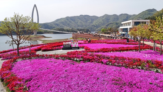 전북자치도 임실군 옥정호 붕어섬 요산공원이 붉게 물들었다. 출렁다리를 지나면 봄꽃들이 상춘객을 맞는다.&#40;임실군제공. 재판매 및 DB금지&#41;2025.4.29/뉴스1 ⓒ News1 김동규 기자