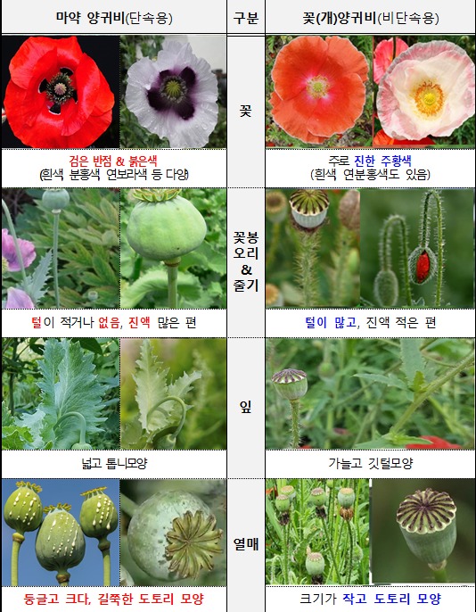  제주시 서부보건소는 5월부터 7월까지 양귀비 밀경작에 대한 특별단속을 실시한다고 29일 밝혔다. 마약용과 관상용 구분법.(제주시 서부보건소 제공. 재판매 및 DB 금지)/뉴스1