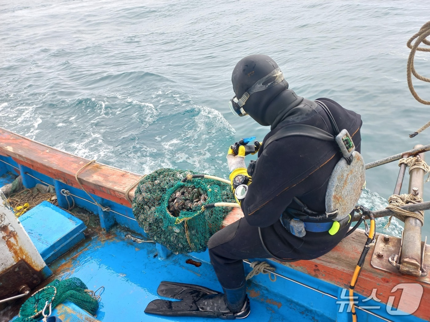 전복 방류.(양양군 제공, 재판매 및 DB 금지) 2025.4.29/뉴스1