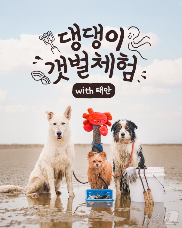 반려동물 동반 갯벌체험 프로그램 이미지. /뉴스1