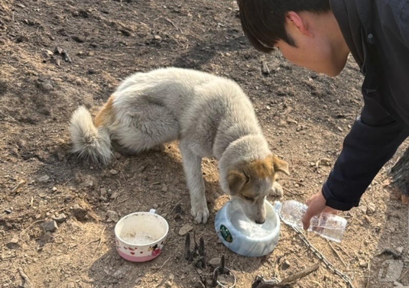 "대피소에 반려동물 출입 허용"...동물단체, 동반피난법 제정 촉구 - 뉴스 썸네일 이미지