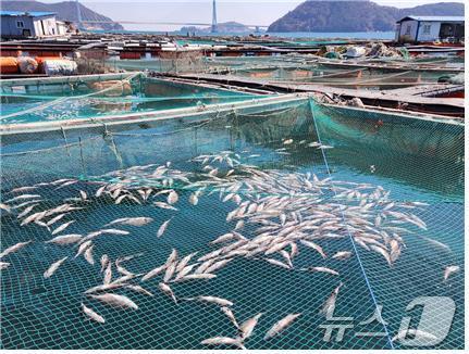 물고기 폐사 자료사진(사진은 기사 내용과 무관함) / 뉴스1 ⓒ News1