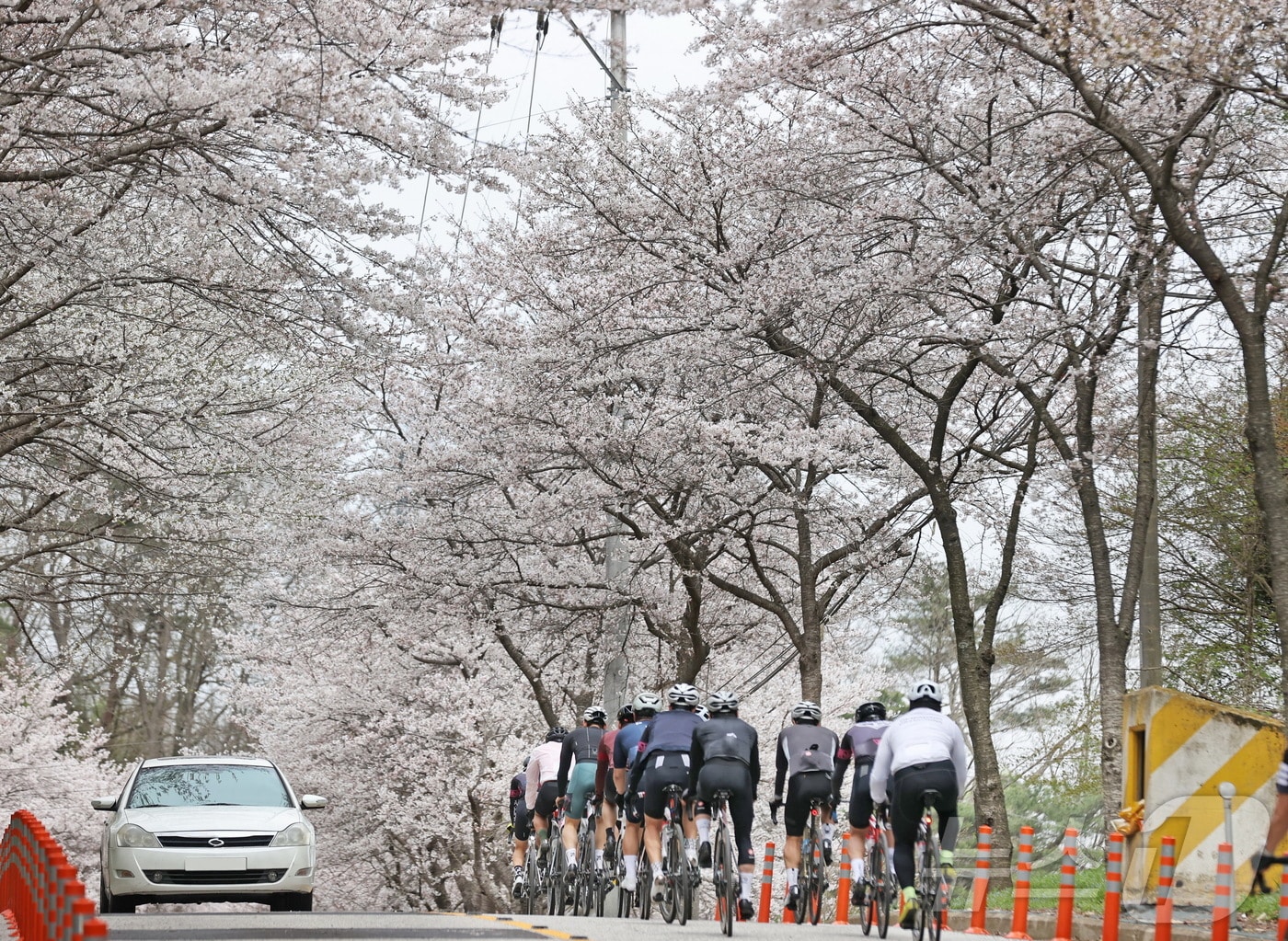 오는 5일 ‘2025년 임실 방문의 해’ 첫 번째 축제인 옥정호 벚꽃축제가 열린다.(임실군제공. 재판매 및 DB금지)2025.4.3/뉴스1