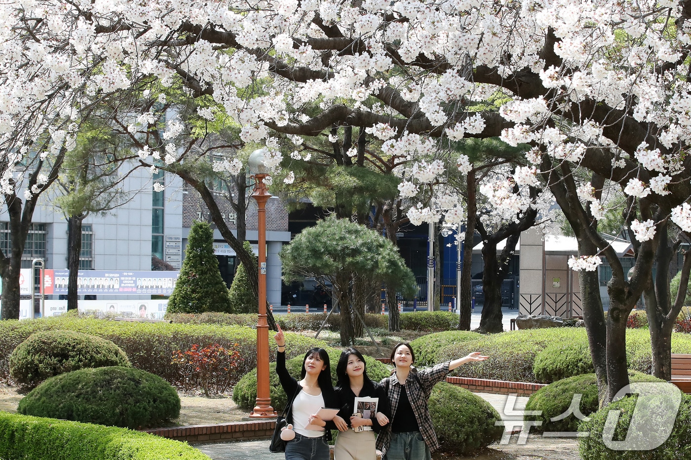 캠퍼스는 어느새 벚꽃이 절정을 이루고 있다. 3일 오후 대구 남구 영남이공대에서 여대생들이 활짝 핀 벚꽃 아래를 걸으며 봄을 만끽하고 있다. 2025.4.3/뉴스1 ⓒ News1 공정식 기자