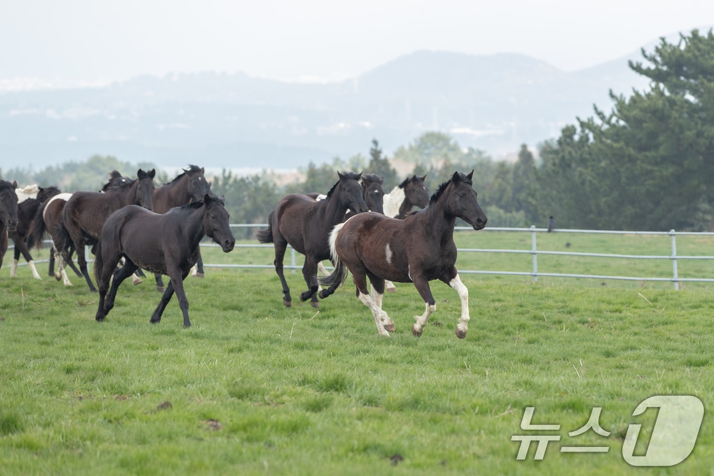 기사 이해를 돕기 위한 승용마 자료 사진으로 기사 내용과 직접 관련 없음. (재판매 및 DB 금지) ⓒ 뉴스1